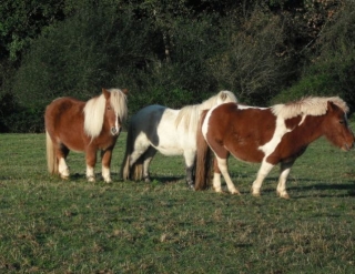  Kleine Ponys 